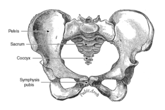 Anatomical drawing of pelvis depicting sexual dysfunction after pelvic fracture
