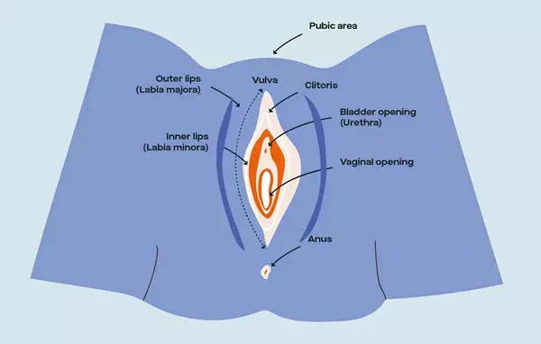 understanding your vulva and vagina