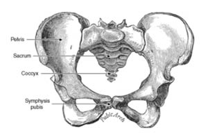 Anatomical drawing of pelvis depicting sexual dysfunction after pelvic fracture